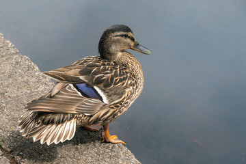 Duck Mallard female on concrete berth near a water