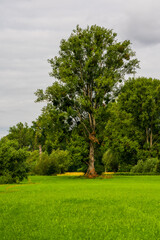 green meadow and trees in natural park