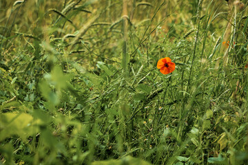 wildflowers and plants in early summer