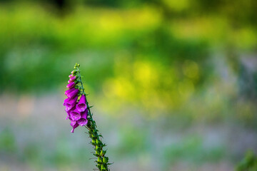 Wild plant on blurred background