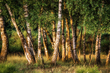 Green birch forest at sunrise