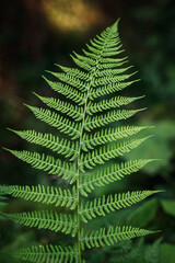 Green fern leaf in forest. Pteridium aquilinum plant closeup. Dark background