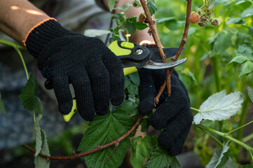 Gardener cutting raspberry branches
