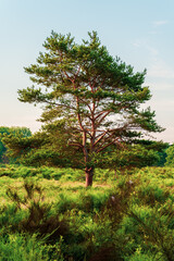Fototapeta premium conifer at sunrise on a heather