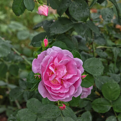 Rose Alida Lovett with large, double blooms of soft shell pink shaded with yellow at the base, and good fragrance