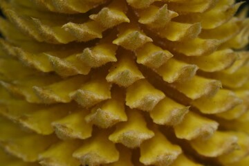 Male flower of Cycad. Cycadaceae evergreen tropical shrub.
