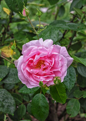 Rose Alida Lovett with large, double blooms of soft shell pink shaded with yellow at the base, and good fragrance