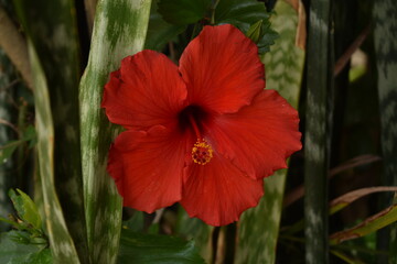 Flor roja