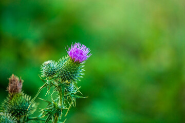 Wild plant on blurred background