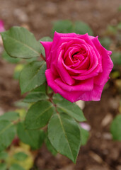 Floribunda Baronesse, a richly flowering history rose with magenta flowers from June to September and a wonderful aroma