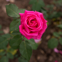 Floribunda Baronesse, a rose with magenta flowers and a wonderful aroma. Selected sorts of exquisite roses for parks, gardens, decoration. Close up
