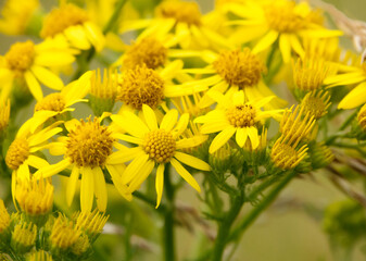 beautiful yellow Ragwort flowers (Senecio jacobaea) growing wild on Salisbury Plain grasslands 