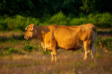 cow grazing on a heather