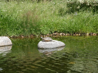 A rare pad slider basks in the sun on a large stone among the pond in the city pond on a sunny...