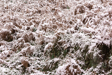 Winter landscape. Snow-covered fern forest. Selective focus.