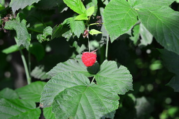 branch of raspberries in a garden. Macro photo