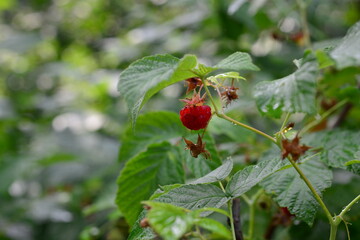 branch of raspberries in a garden. Macro photo