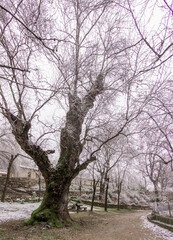 Winter landscape. Large oak tree with snow and houses in the background. Rural landscape. Selective focus.