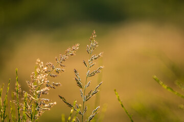 Wild plant on blurred background