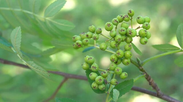 Cluster of immature Rowan fruits in natural ambient (Sorbus Aucuparia) - (4K)