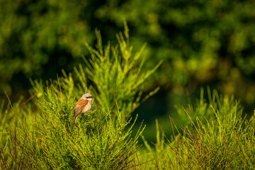 a small songbird on a branch