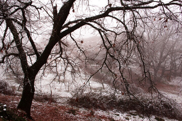 Fototapeta premium Winter landscape. Leafless oak forest with snow. Mountain. Branches of trees with snowflakes. Foggy background. Selective focus.