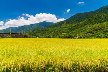 Large area rice field with mountains background under the blue sky, Taiwan eastern.