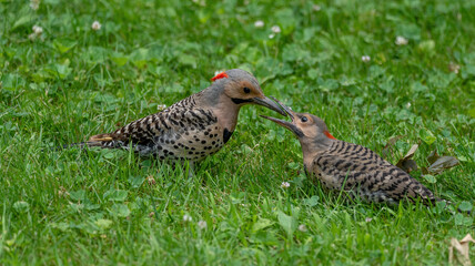 A juvenile Northern Flicker being fed by dad
