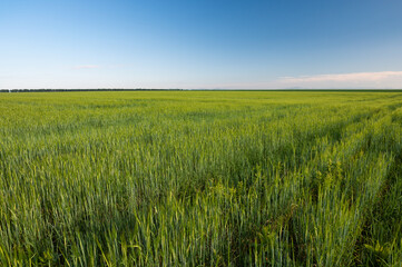 Green wheat field with blue sky