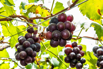 Close-up of ripe grapes in the vineyard of Miaoli, Taiwan.