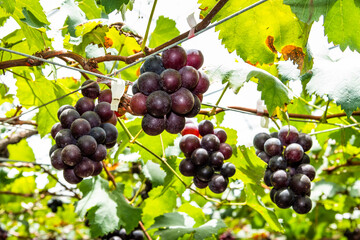 close-up ripe grapes in the vineyard of Miaoli, Taiwan.