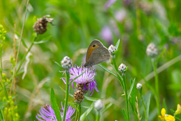 Meadow brown (maniola jurtina) butterfly perched on purple flower in Zurich, Switzerland