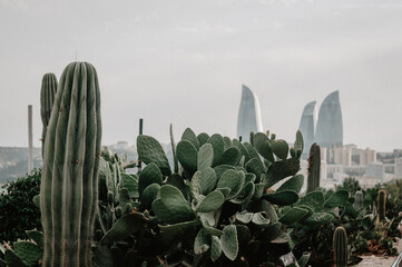cactus on the background of the city