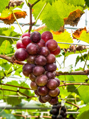 farmer harvesting grapes in the vineyard of Taiwan.