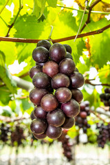 Close-up of ripe grapes in the vineyard of Miaoli, Taiwan.