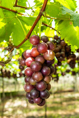 Close-up of ripe grapes in the vineyard of Miaoli, Taiwan.