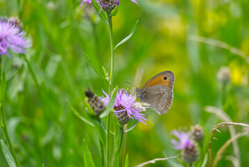 Meadow brown (maniola jurtina) butterfly perched on purple flower in Zurich, Switzerland