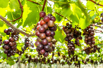 close-up ripe grapes in the vineyard of Miaoli, Taiwan.