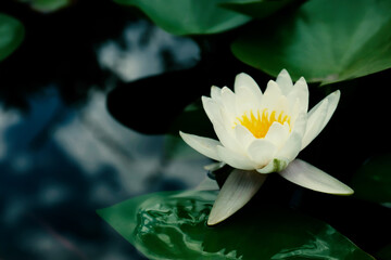 Beautiful lotus and leaves on water, symbolic flower in Buddhism. Indian religion