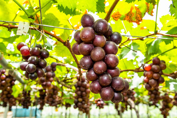 Obraz premium A large area of ripe grapes in the vineyard of Miaoli, Taiwan.