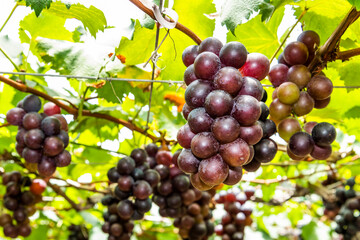 Close-up of ripe grapes in the vineyard of Miaoli, Taiwan.