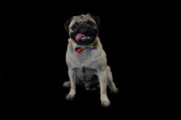 Pug carlino pet puppy dog animal play funny in the black background
