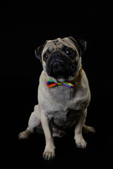 Obraz premium Pug carlino pet puppy dog animal play funny in the black background 