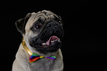 Obraz premium Pug carlino pet puppy dog animal play funny in the black background 