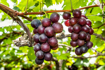 ripe grapes fruit growing in the vineyard