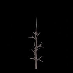 White tree 3d rendering. Tree picture. Black background.