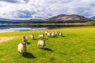 A view of sheep in a field beside Loch Eil near to Fort William, Scotland on a summers day