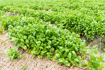 Fototapeta na wymiar view of the parsley crops are planted in farmland in Yunlin, Taiwan