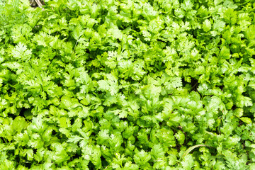 Fototapeta na wymiar close-up of green curly parsley leaves (Petroselinum), Kitchen herb garden with fresh parsley plant.