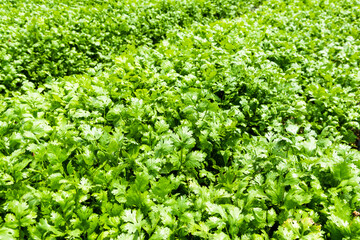 Fototapeta na wymiar Green curly parsley leaves (Petroselinum) in the farmland of Yunlin, Taiwan